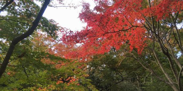 先月高良大社を訪れた時の写真です桜のようなお花が咲いていました