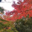 先月高良大社を訪れた時の写真です
桜のようなお花が咲いていました
